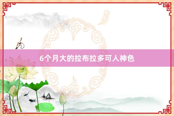6个月大的拉布拉多可人神色